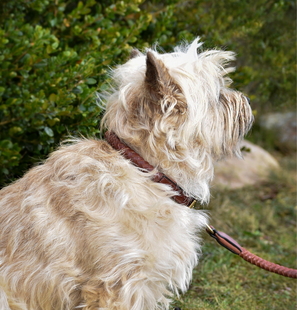 Premium dog collar in rounded natural tanned leather